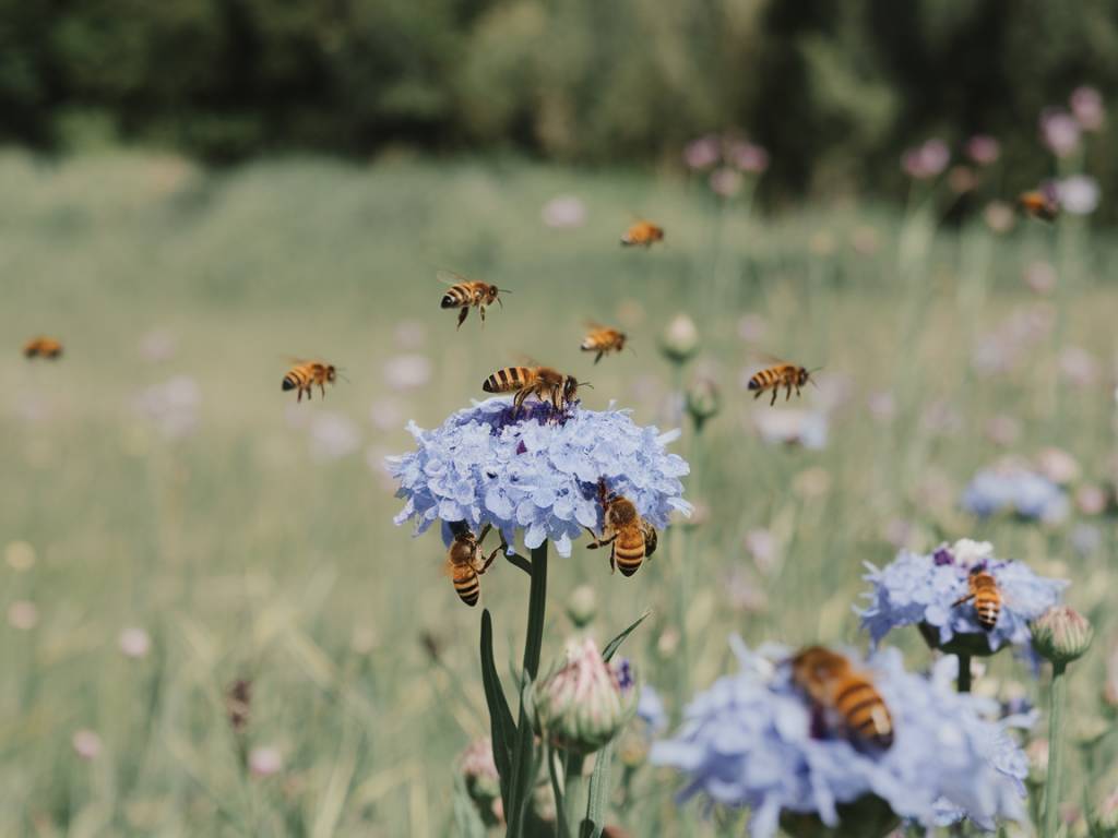 Le rôle des abeilles dans la préservation des écosystèmes : pourquoi elles sont essentielles